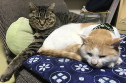 �����񍐎ʐ^