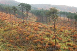 �����񍐎ʐ^