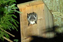 �����񍐎ʐ^