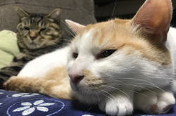 �����񍐎ʐ^