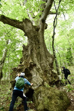 �����񍐎ʐ^