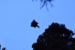 �����񍐎ʐ^